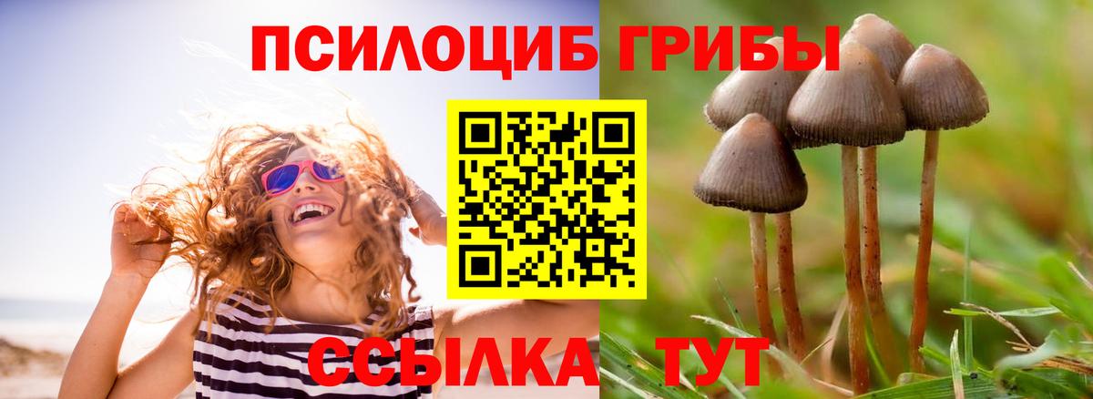 Псилоцибиновые грибы Cubensis Михайловск